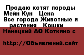 Продаю котят породы Мейн Кун › Цена ­ 12 000 - Все города Животные и растения » Кошки   . Ненецкий АО,Коткино с.